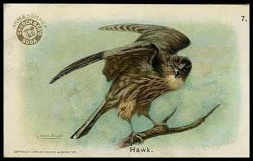 7 Hawk